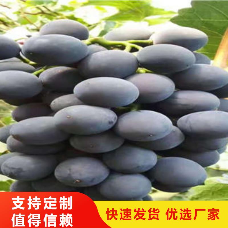 葡萄苗桃树苗质量无忧