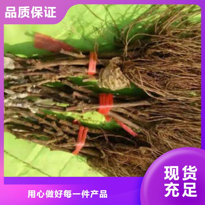 葡萄苗桃树苗现货实拍