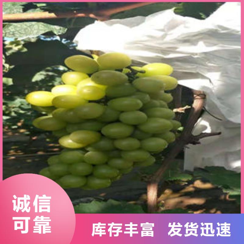 葡萄苗桃树苗质量无忧