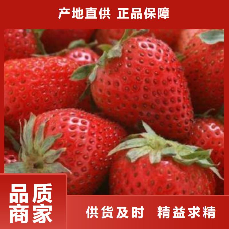 【草莓苗桃树苗源头厂家来图定制】