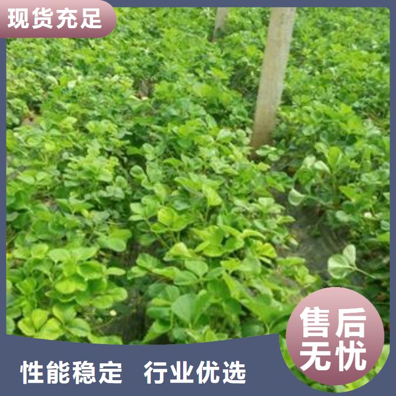 【草莓苗】花椒苗一站式采购方便省心