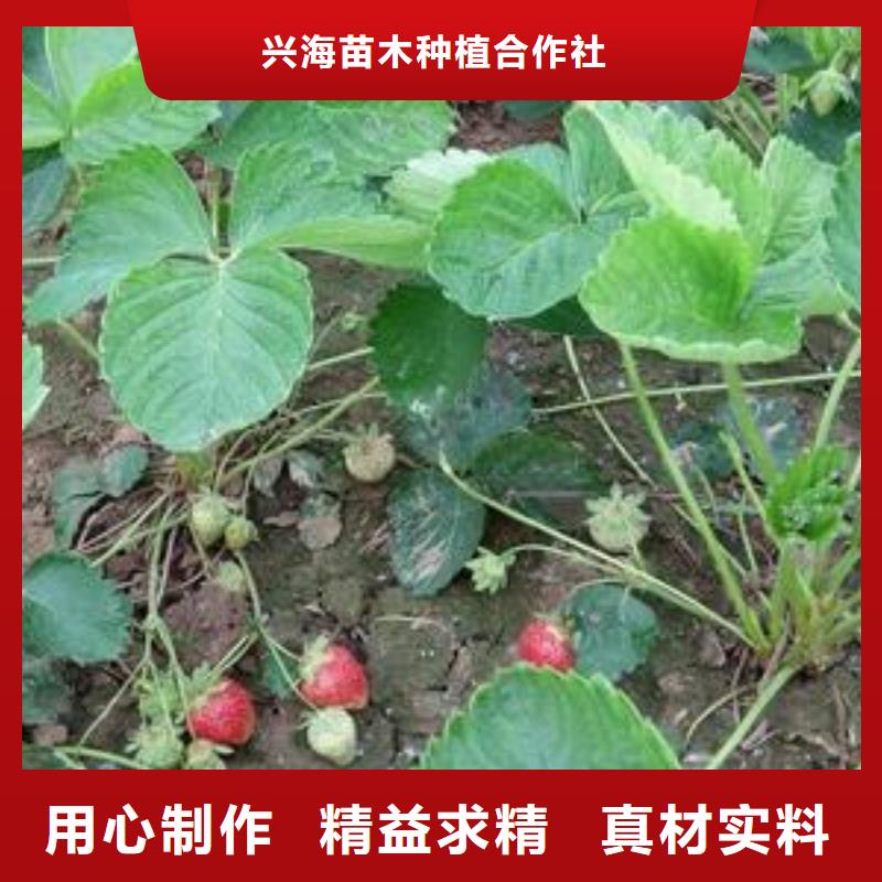 【草莓苗】花椒苗一站式采购方便省心