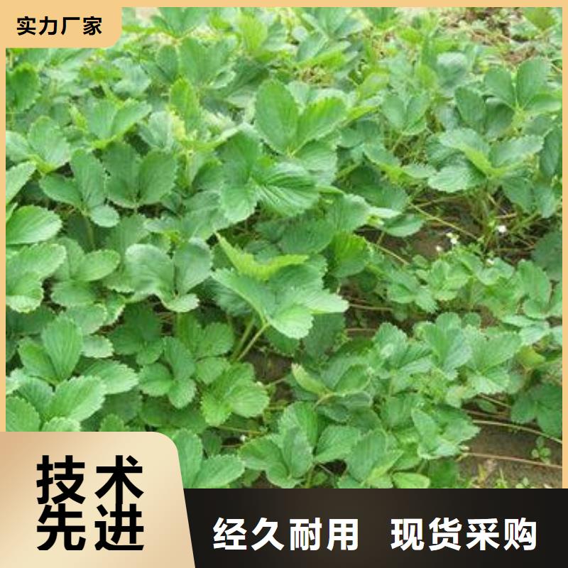 【草莓苗蓝莓苗价格地道】