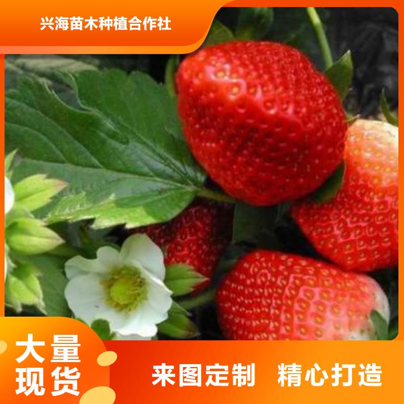 【草莓苗蓝莓苗敢与同行比价格】