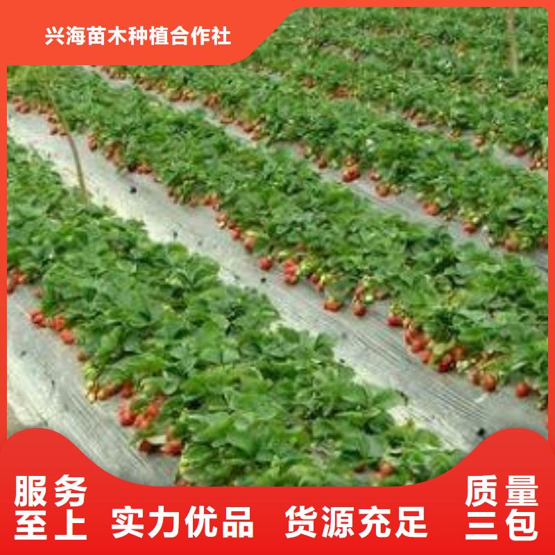 【草莓苗】梨树苗用心做产品