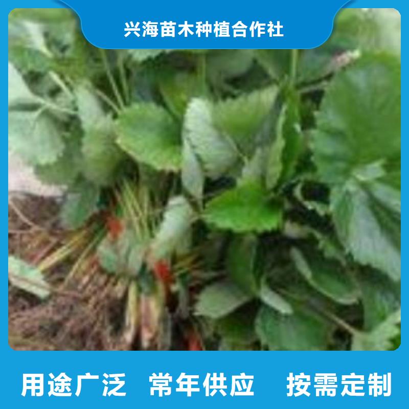 【草莓苗蓝莓苗价格地道】