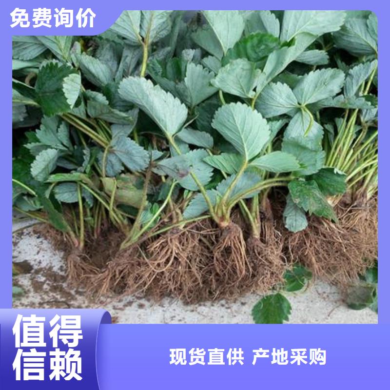 草莓苗-板栗苗卓越品质正品保障