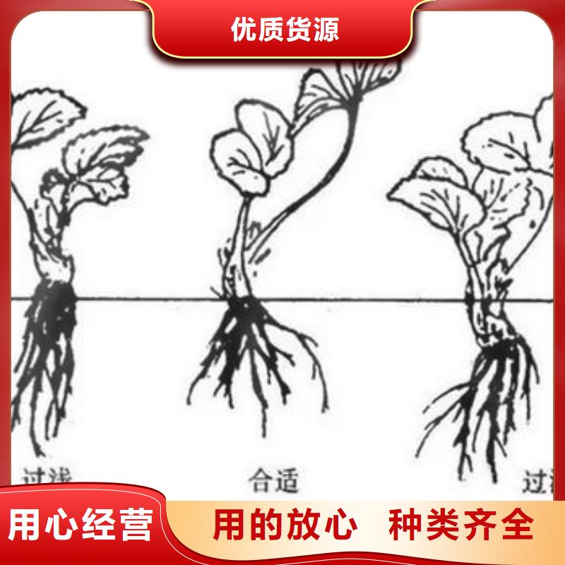 【草莓苗-梨树苗有口皆碑】