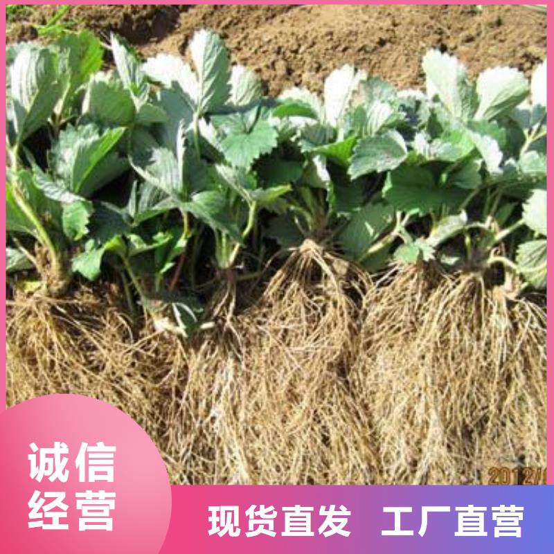 【草莓苗蓝莓苗价格地道】