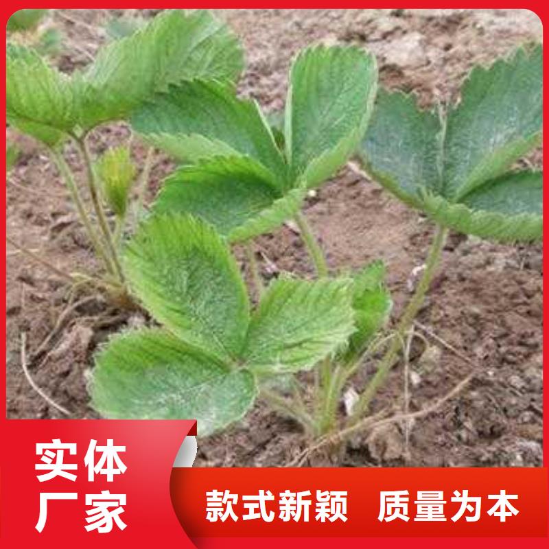 【草莓苗】-桃树苗加工定制