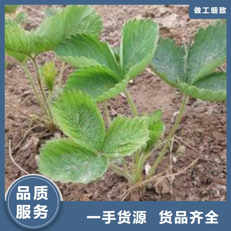 【草莓苗】蓝莓苗多种规格供您选择