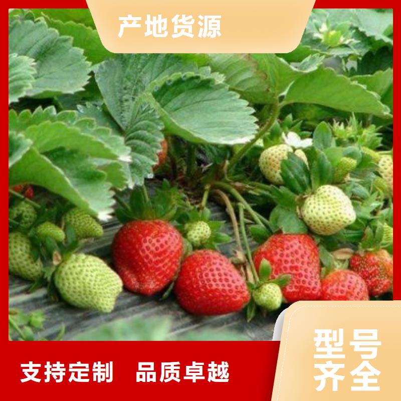 草莓苗【花椒苗】严选用料