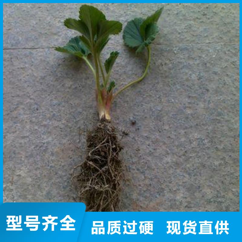 【草莓苗】梨树苗用心做产品