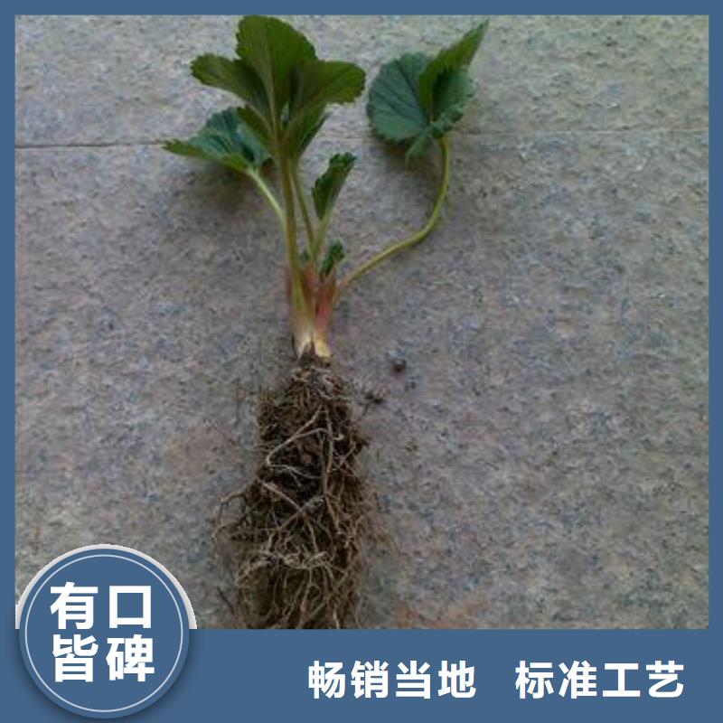 草莓苗,【花椒苗】经验丰富质量放心