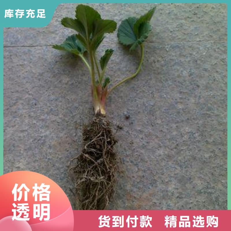 【草莓苗】苹果苗工程施工案例