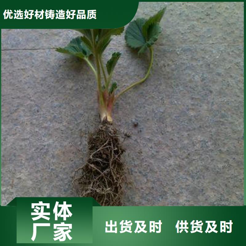 【草莓苗桃树苗源头厂家来图定制】