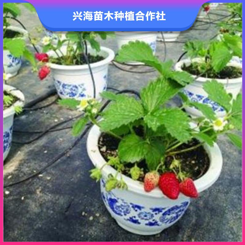 草莓苗【花椒苗】严选用料