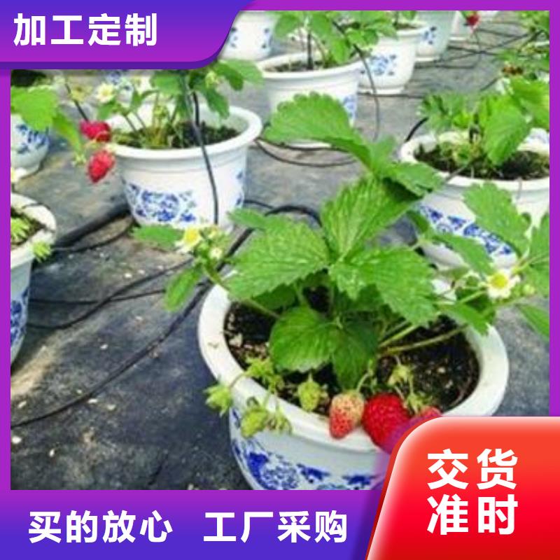 草莓苗花椒苗您想要的我们都有