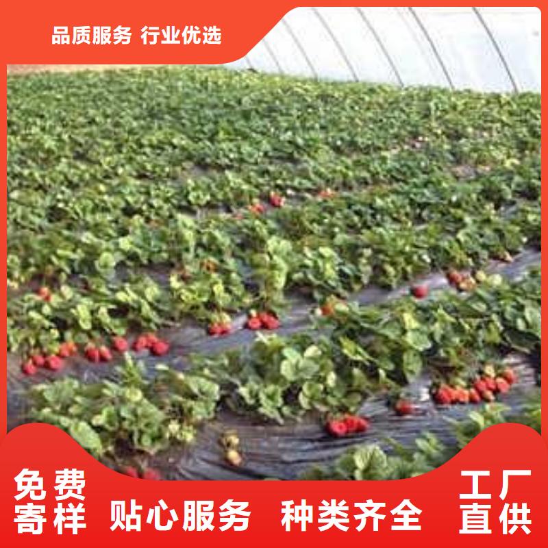 【草莓苗桃树苗源头厂家来图定制】