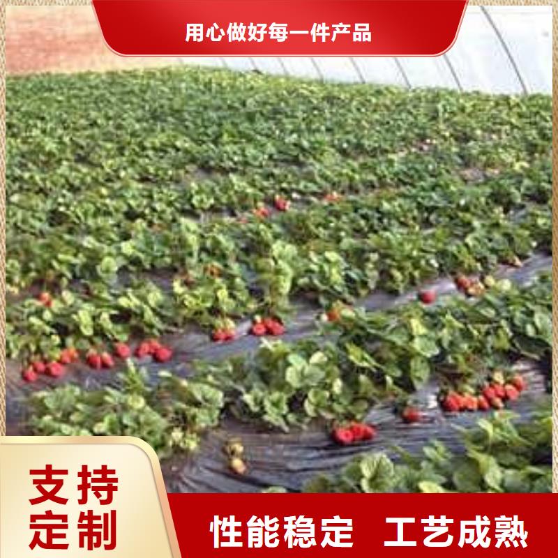 【草莓苗-桃树苗来图加工定制】