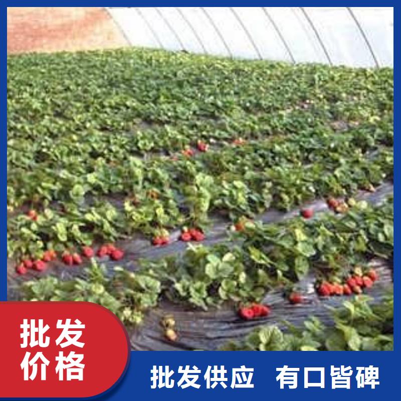 【草莓苗】花椒苗同行低价