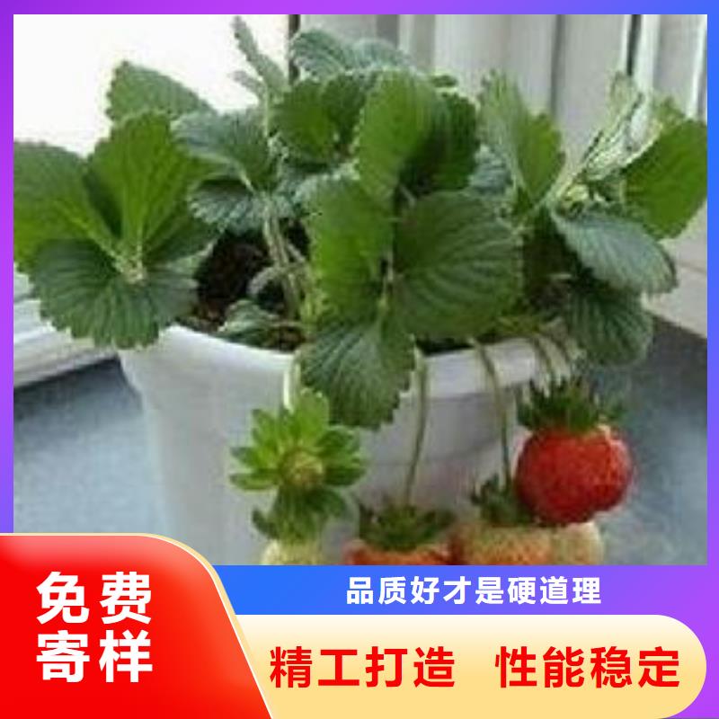 【草莓苗】苹果苗工程施工案例