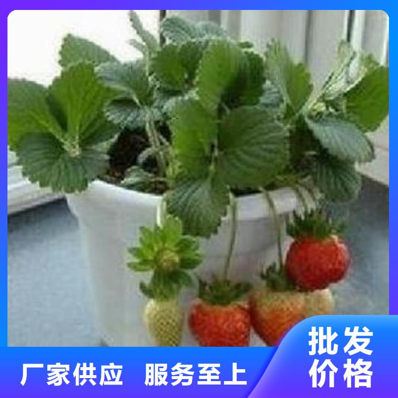 【草莓苗桃树苗源头厂家来图定制】