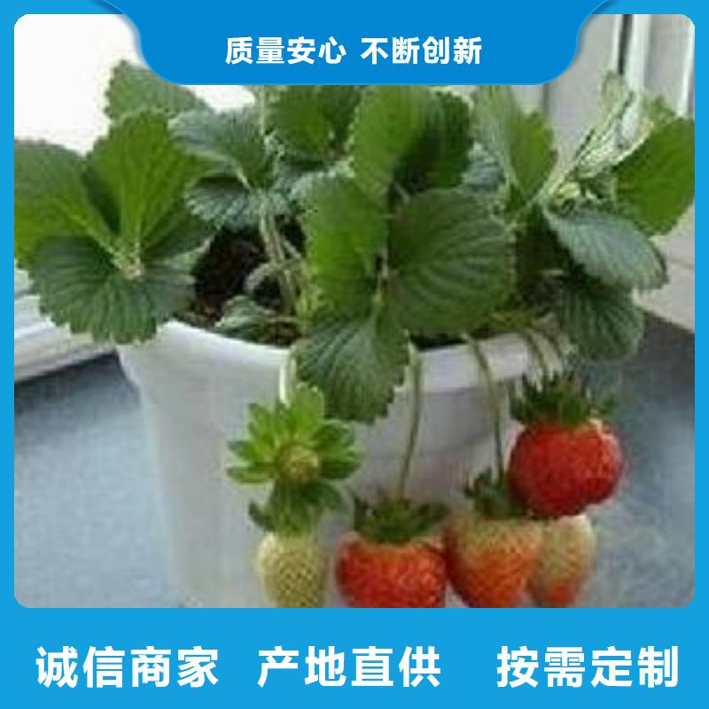 草莓苗-桃树苗定制零售批发