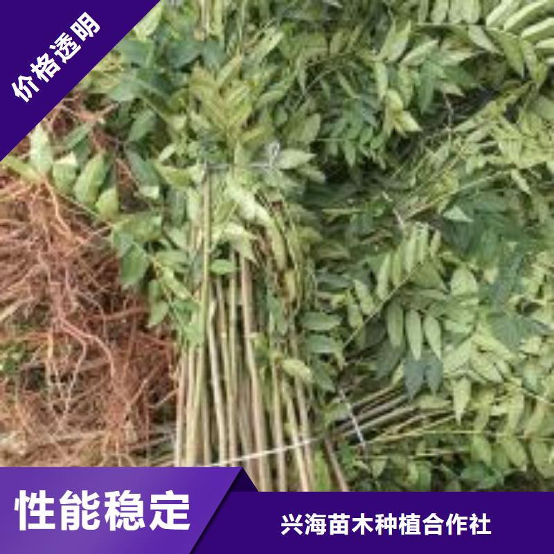 香椿苗花椒苗质检合格出厂