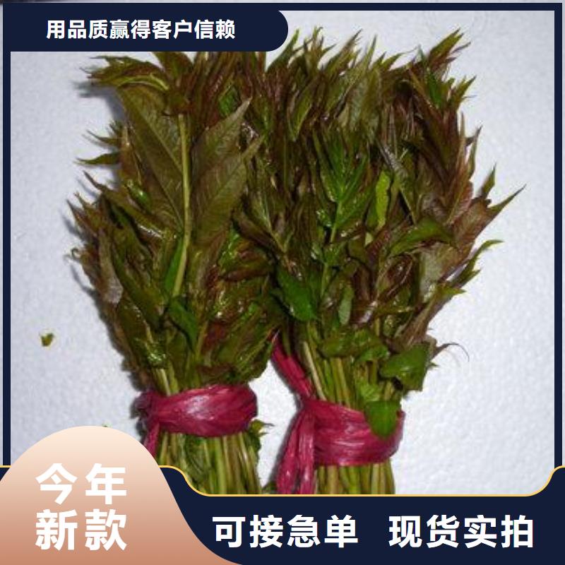 香椿苗花椒苗质检合格出厂