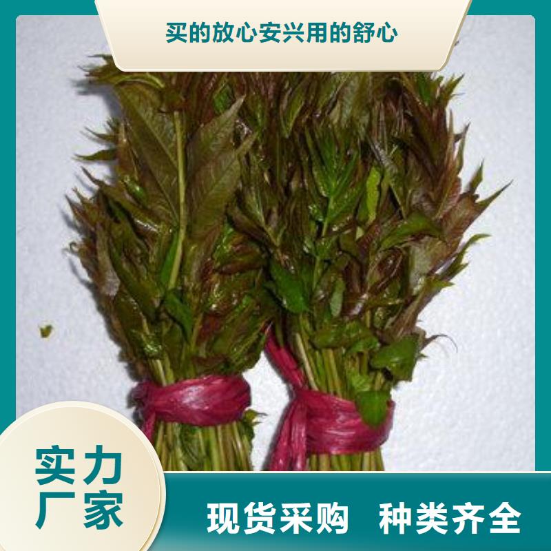 香椿苗梨树苗使用方法