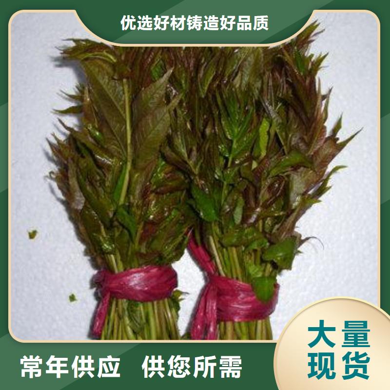 香椿苗蓝莓苗用心做产品