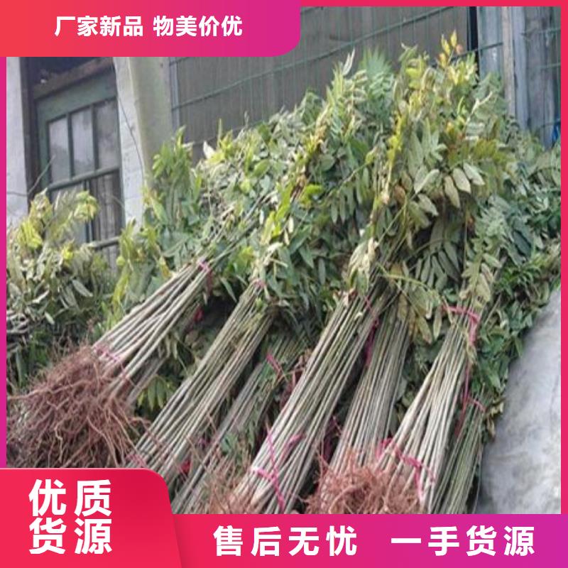 【香椿苗蓝莓苗好品质经得住考验】