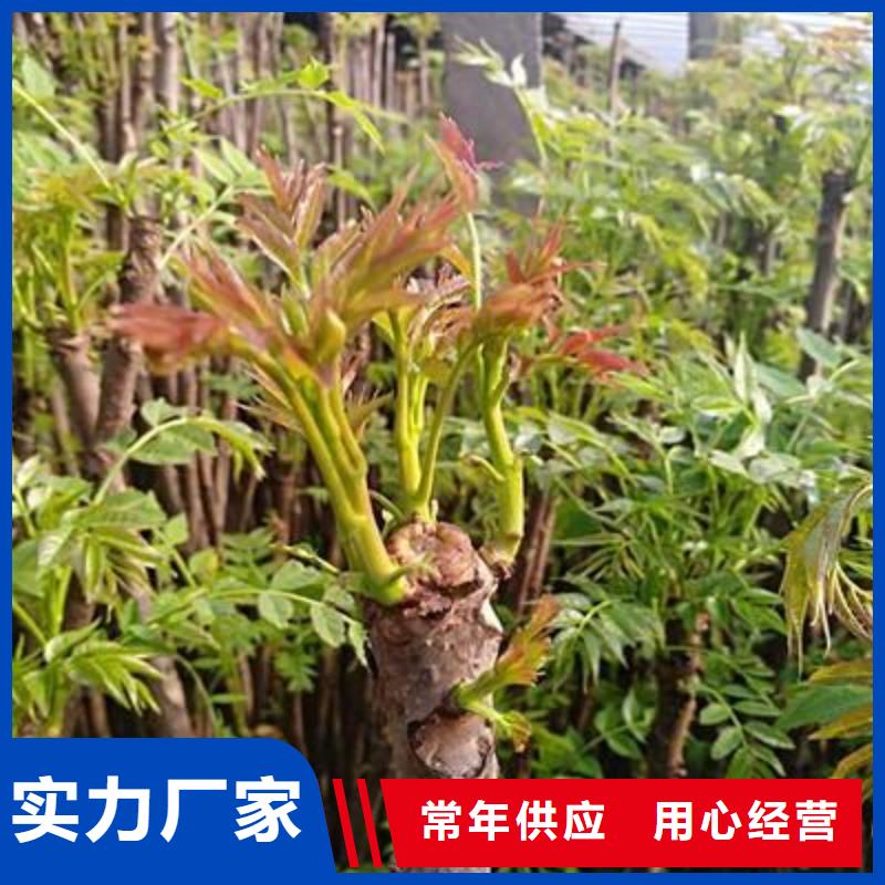 香椿苗山楂苗严选用料