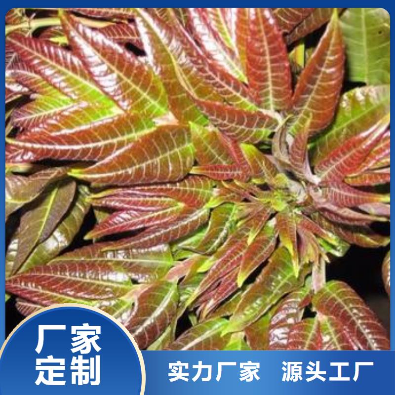 【香椿苗蓝莓苗好品质经得住考验】