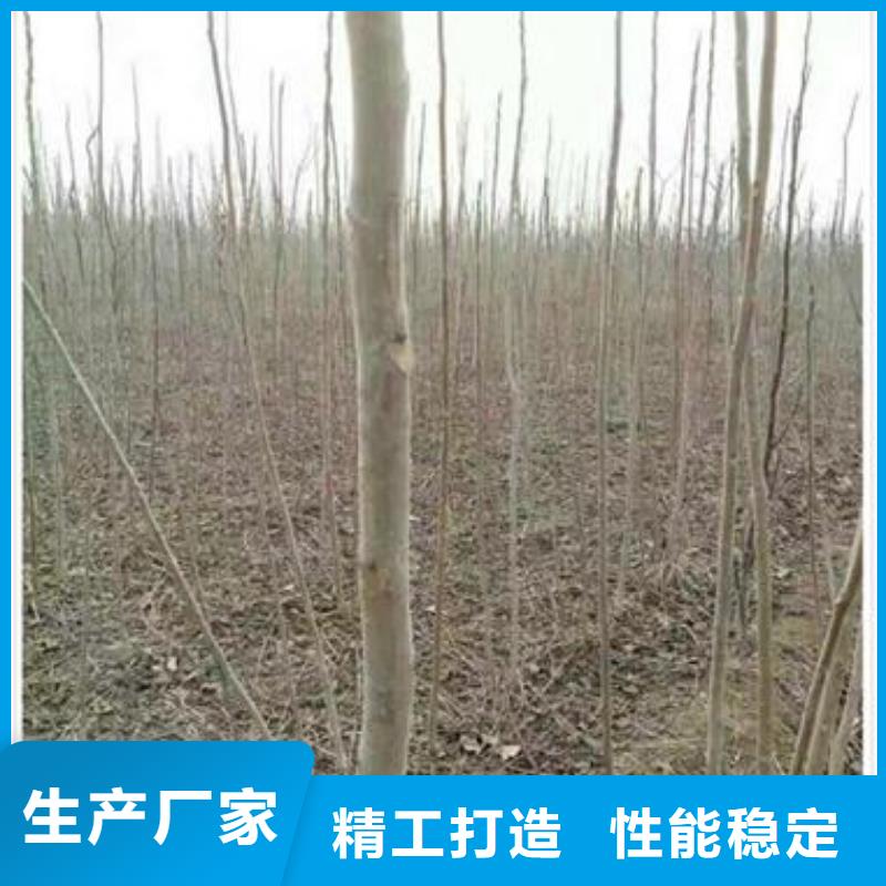 【香椿苗】苹果苗优势