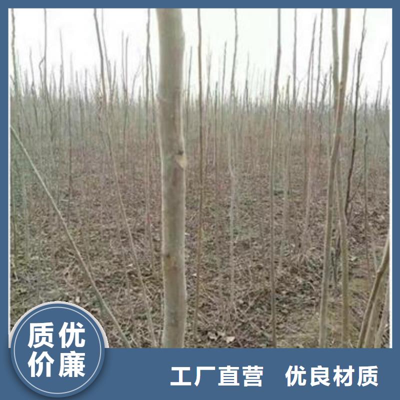 香椿苗,苹果苗品牌专营