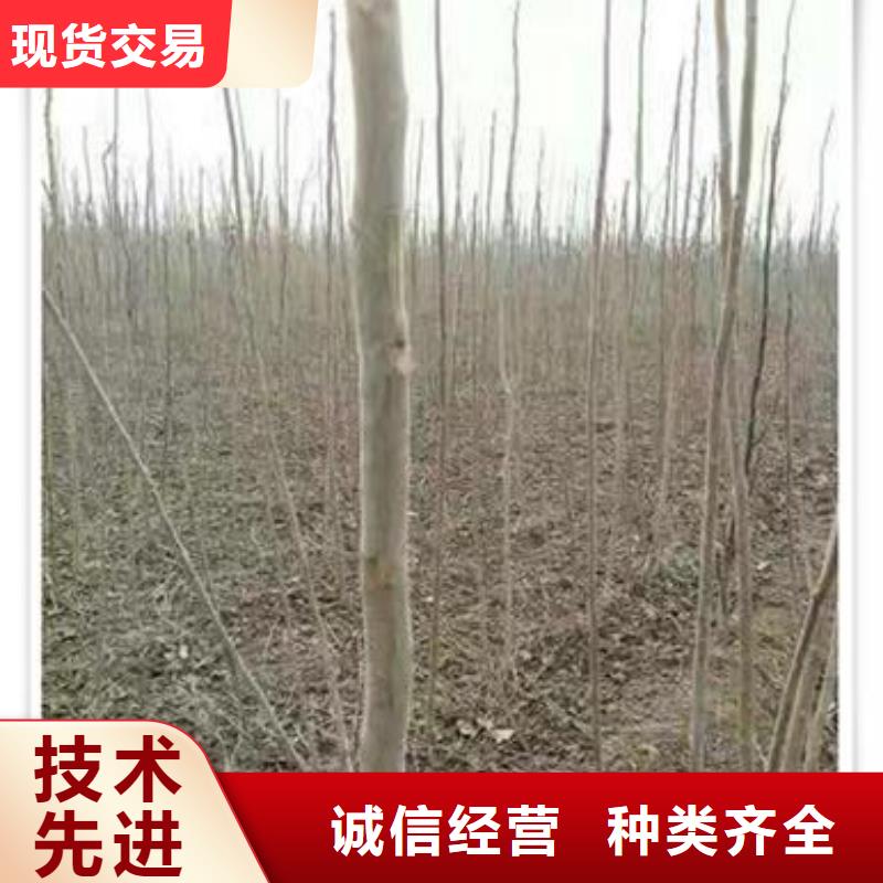 香椿苗梨树苗诚信商家