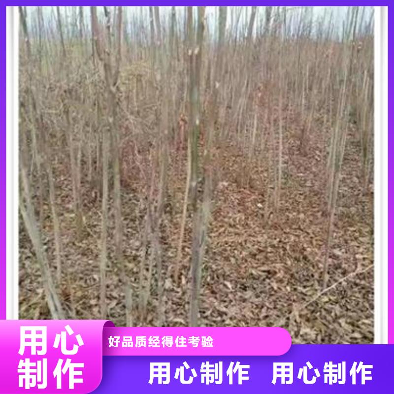 香椿苗-核桃苗品质商家