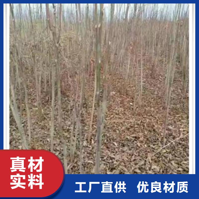 香椿苗,苹果苗客户满意度高