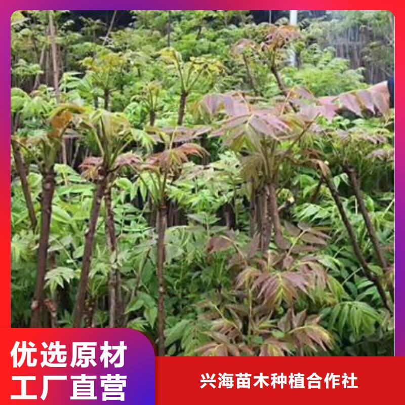 香椿苗梨树苗实力才是硬道理