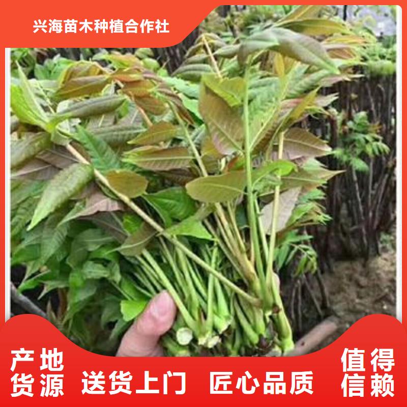 【香椿苗蓝莓苗长期供应】