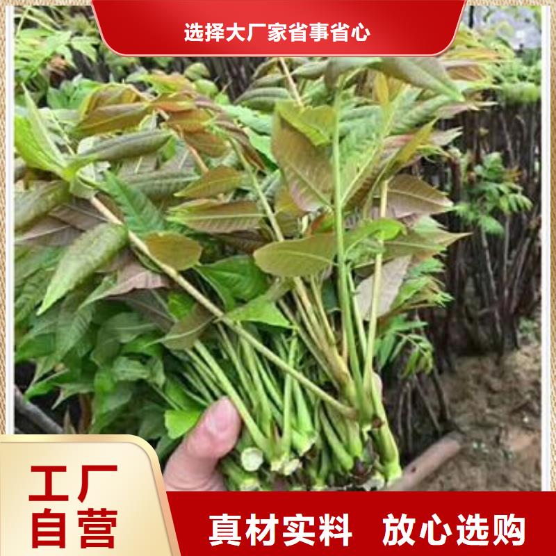 香椿苗核桃苗源头工厂量大优惠