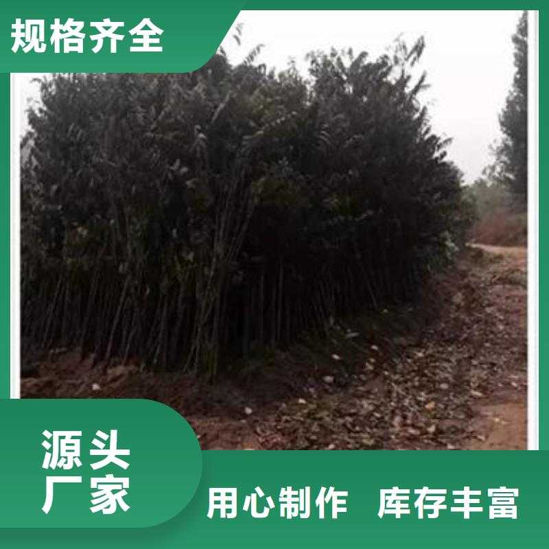 香椿苗桃树苗快速生产