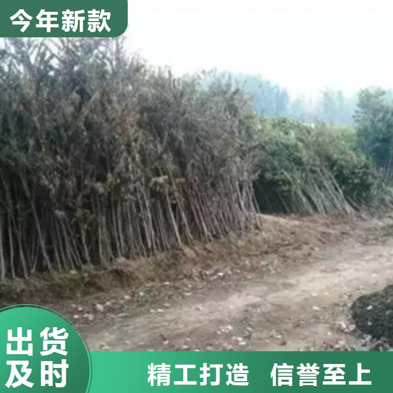 香椿苗桃树苗出厂严格质检