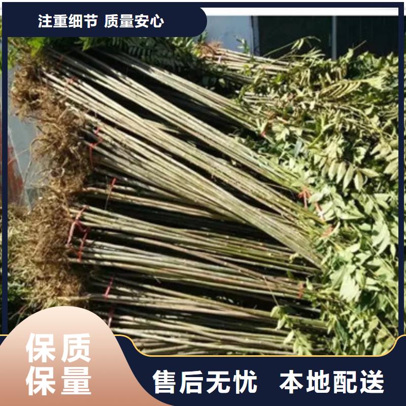 香椿苗,【山楂苗】大厂生产品质