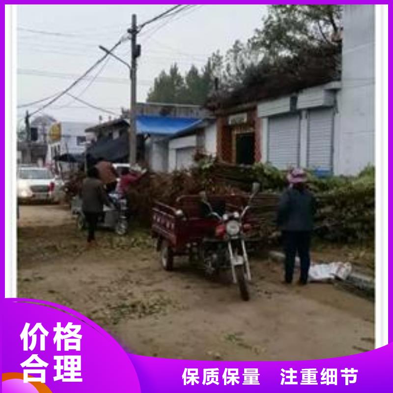 香椿苗梨树苗的图文介绍