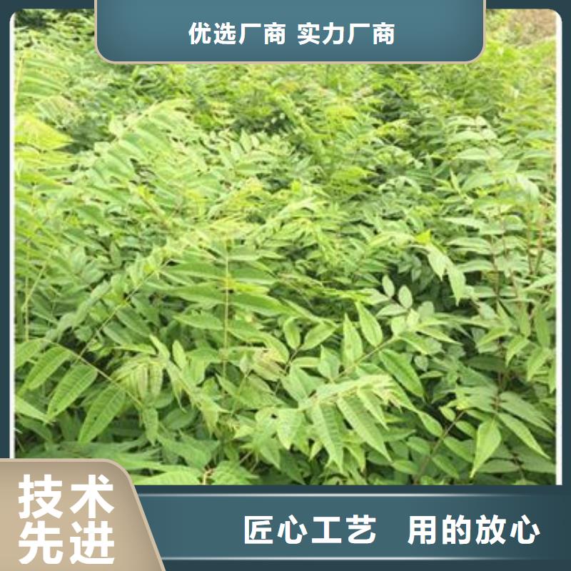 香椿苗花椒苗价格实惠