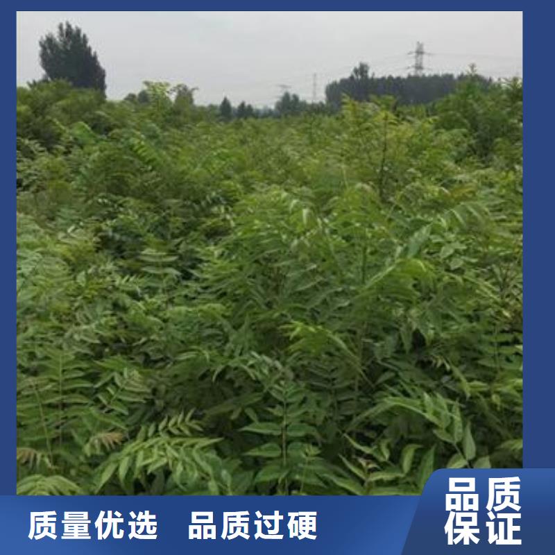 香椿苗-核桃苗支持定制