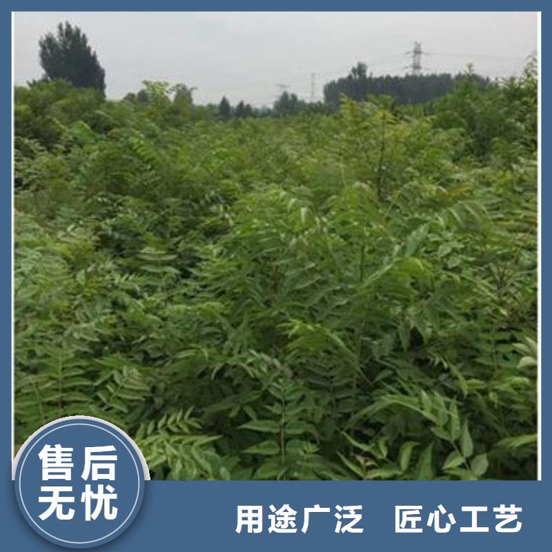 香椿苗蓝莓苗质量看得见